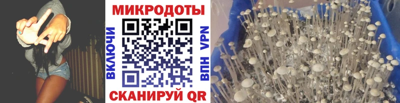 Псилоцибиновые грибы Psilocybe  Юрга 